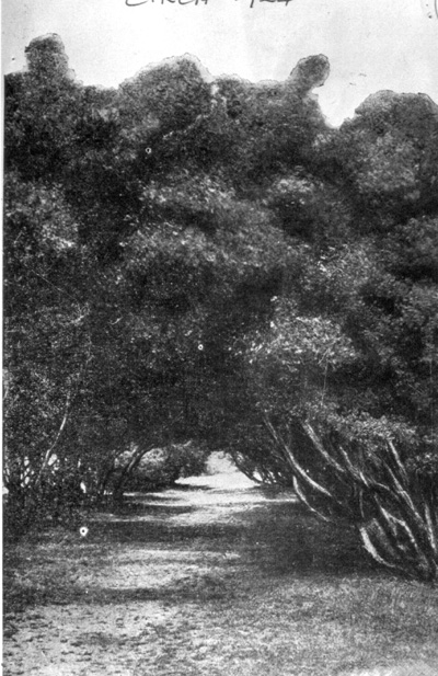 Hampton foreshore-Lover's walk.