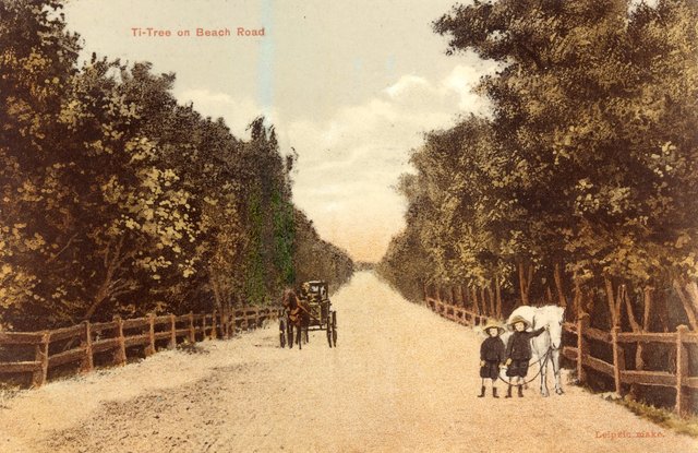 Ti-Tree on Beach Road, Beaumaris