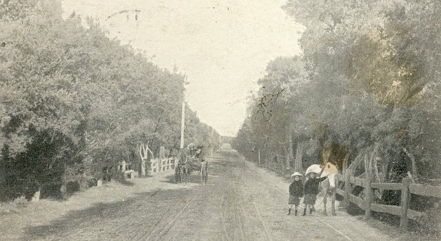 Ti-Tree on Beach Road, Beaumaris