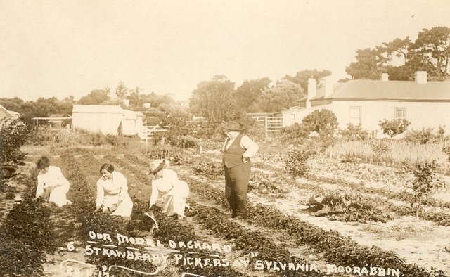 Our Model Orchard.  Strawberry pickers at Sylvania, Moorabbin