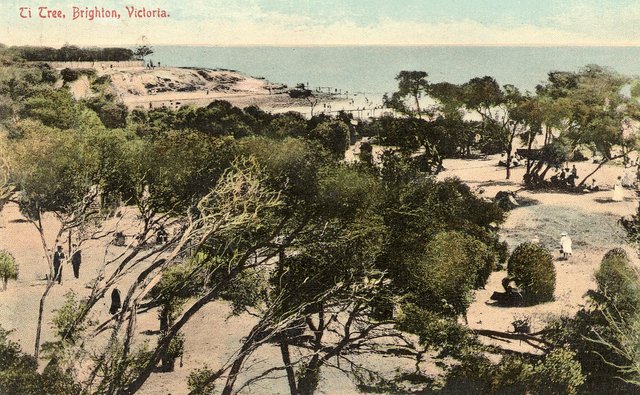 Ti Tree, Brighton, Victoria