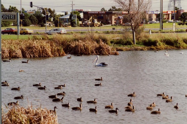 Patrick Northeast Reserve, Narre Warren