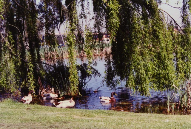 Patrick Northeast Reserve, Narre Warren