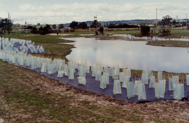 Frog Hollow Reserve, Endeavour Hills