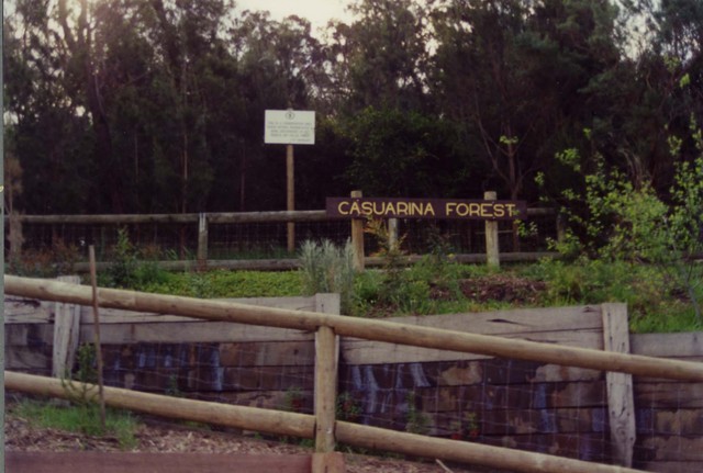 Casuarina Forest, Endeavour Hills