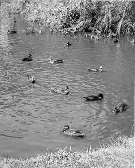 [Ducks on pond]