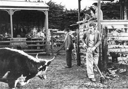[Saleyards, Warrnambool]