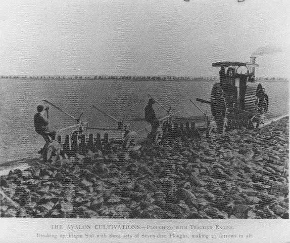 The Avalon cultivations