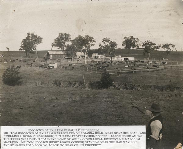 Hodgson's Dairy Farm