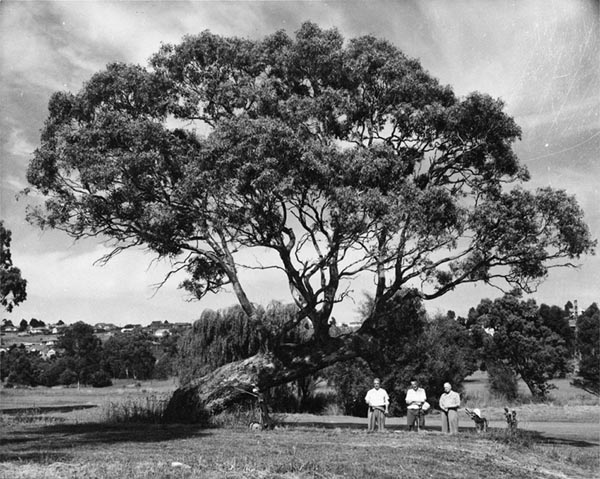 Old bent tree, Rosanna Golf Club