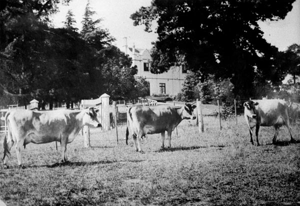 Banyule jersey herd