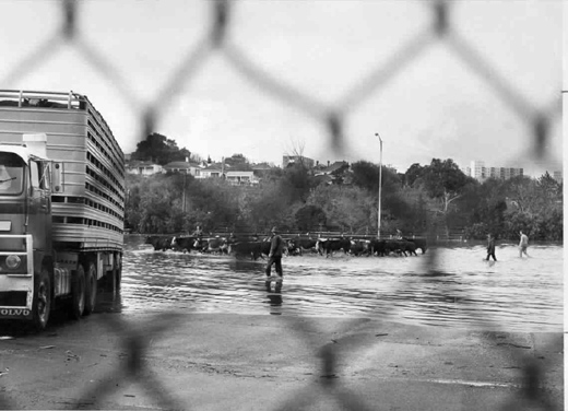 Maribyrnong River in flood - 16 May 1974
