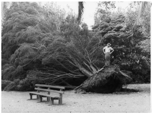 Footscray Park - storm damage