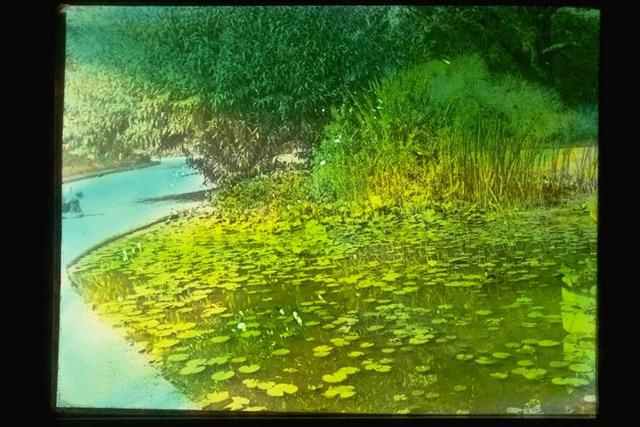 Lily Pond in Footscray Park