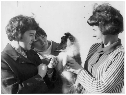 Shetland Sheepdog Show, West Footscray