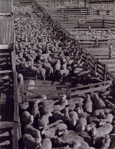Newmarket Saleyards