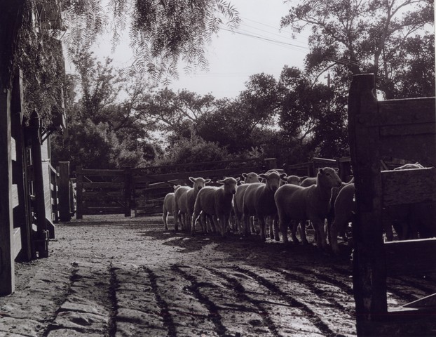 Newmarket Saleyards