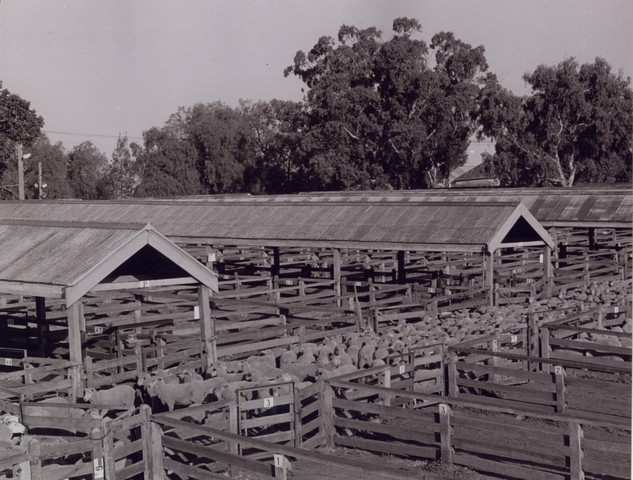Newmarket Saleyards Sheds