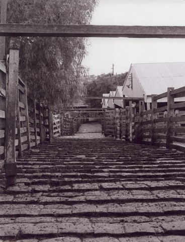 Newmarket Saleyards