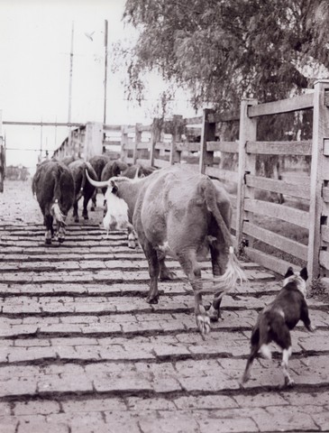 Newmarket Saleyards
