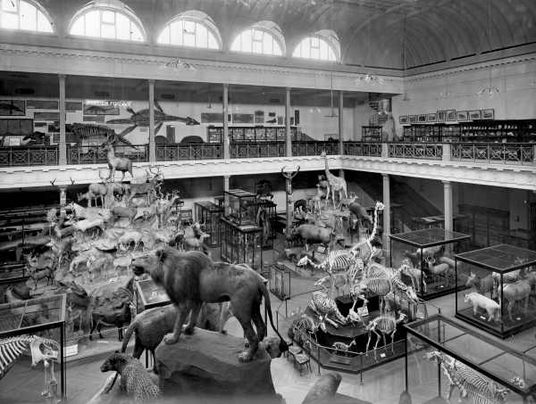 Display of animals and fossils in McCoy Hall, National Museum, Melbourne