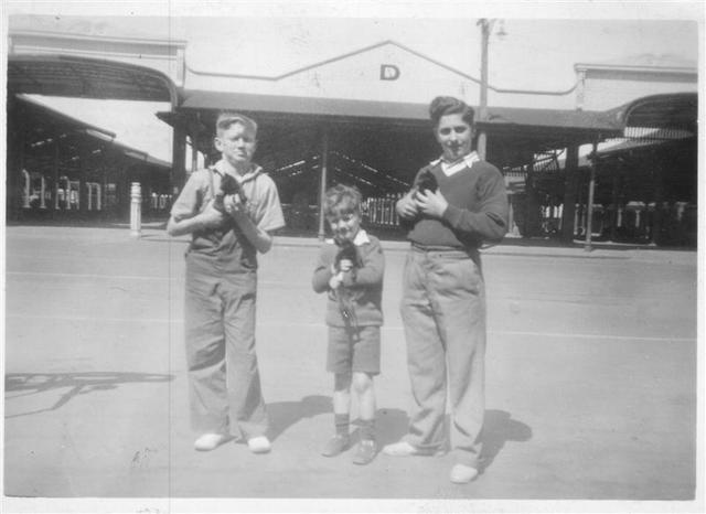 Three lads with kittens, Queen Victoria Market