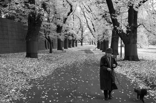 'Autumn Walk'