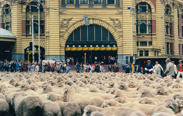 'Sheep Station'