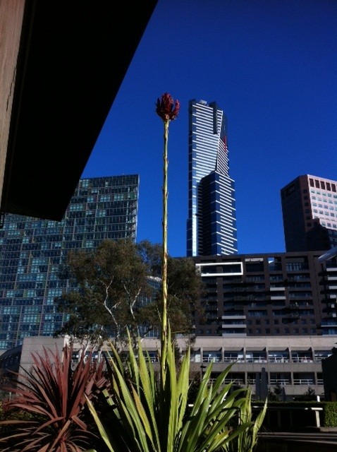 'Growing Tall'