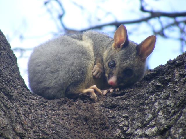 'Good Morning Possum'