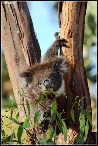'Caught in action while having an early morning breakfast'