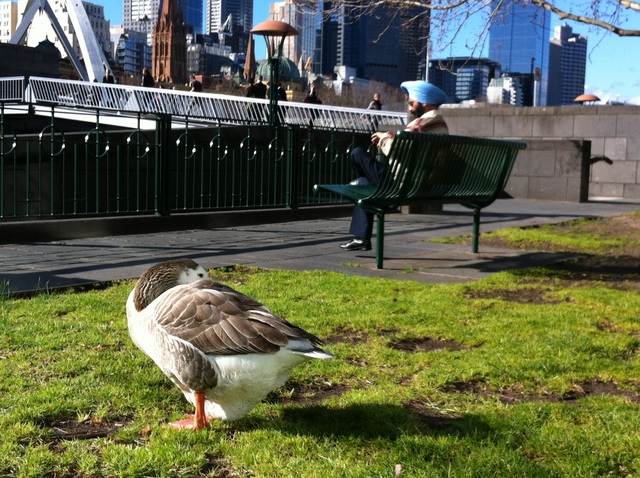 'Taking a Gander at the Time'