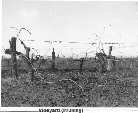 Vineyard Pruning Mildura