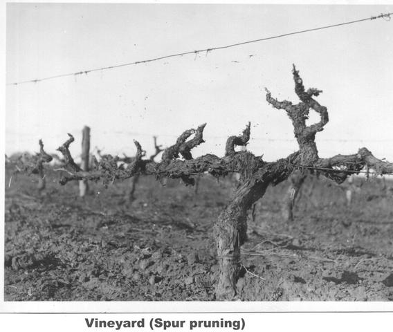 Vineyard (spur pruning) Mildura