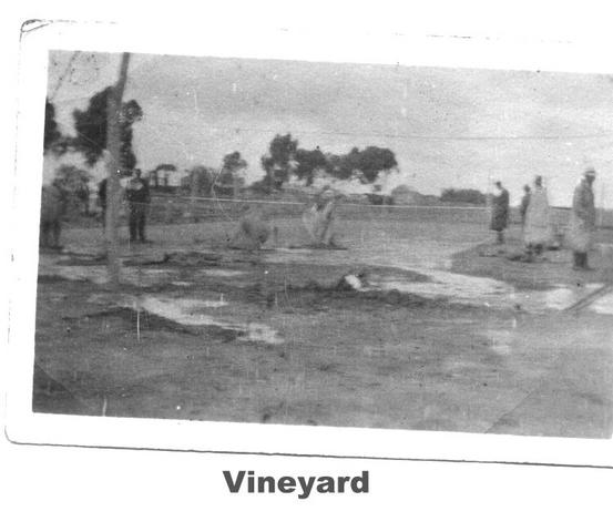 Vineyard at Mildura