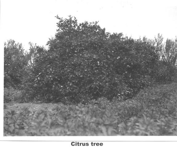 Citrus tree, Mildura.