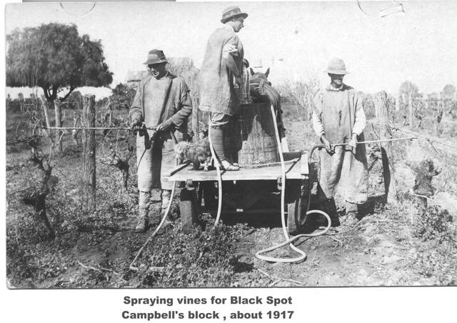 Spraying vines for black spot Cambells block, about 1917 Mildura