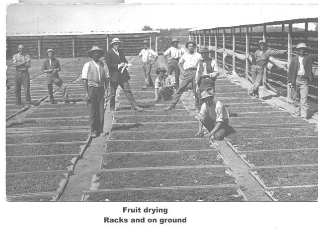 Fruit drying on Racks and on Ground Mildura