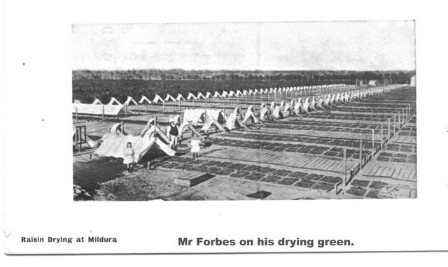 Raisin Drying Mildura