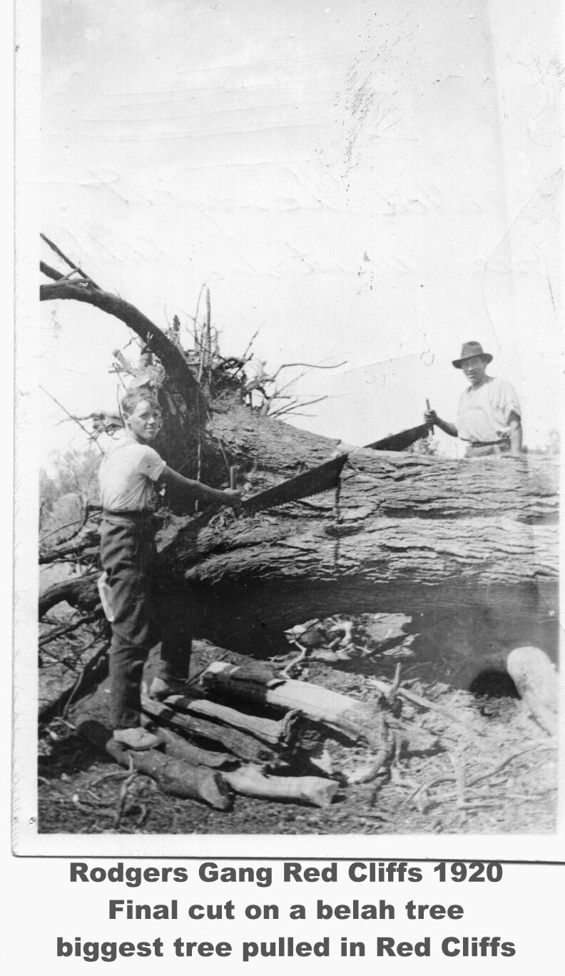 Rodgers Gangs final cut on a Belah Tree the biggest tree pulled in Red Cilffs, Mildura.