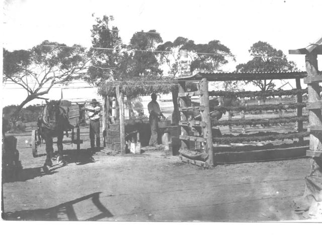 Drying Fruit Mildura.