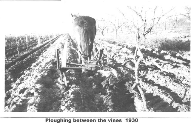 Ploughing between the vines Mildura.