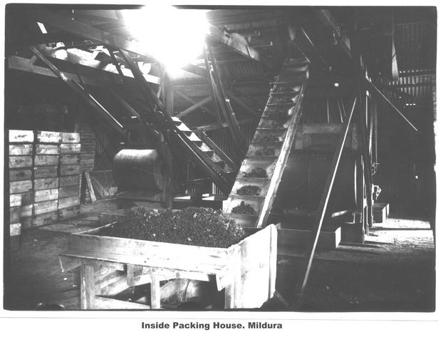 Inside packing House Mildura.