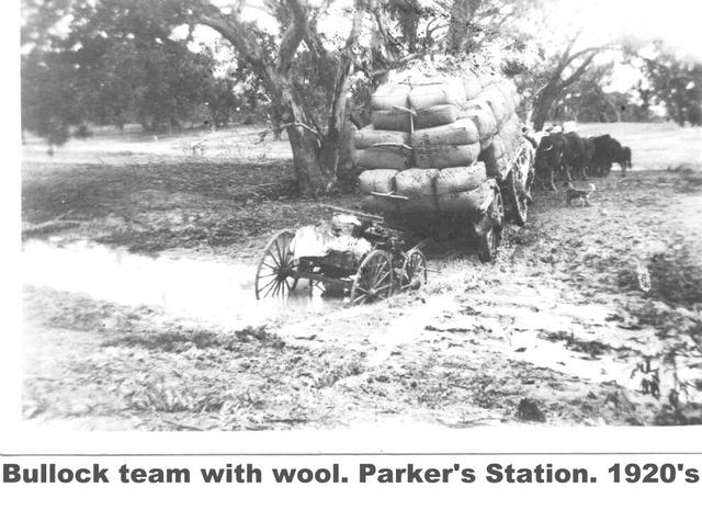 Bullock team with wool, Parkers station Mildura.