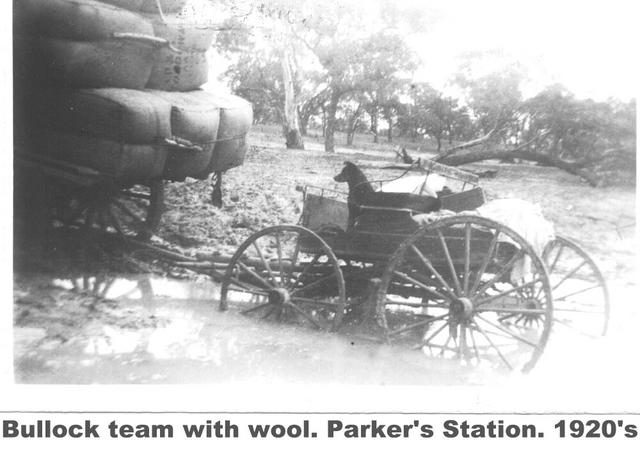 Bullock Team loaded with wool Parkers Station Mildura.