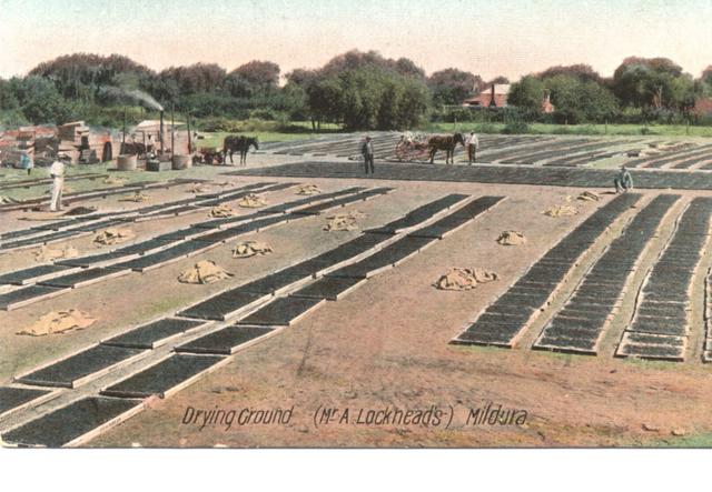 Drying grounds  (Mr A Locheads) Mildura.