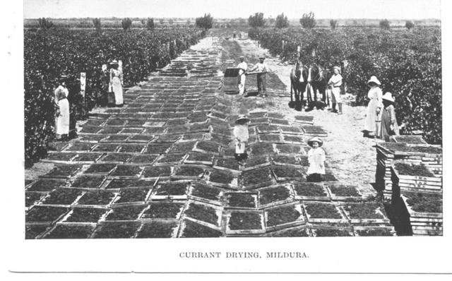 Currant Drying Mildura.