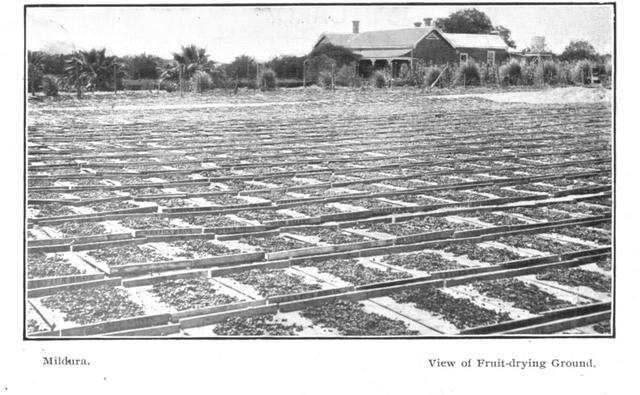 View of fruit drying ground Mildura
