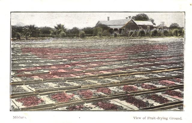 View of fruit drying ground, MIldura