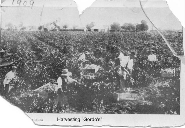 Harvesting gordos, Mildura.